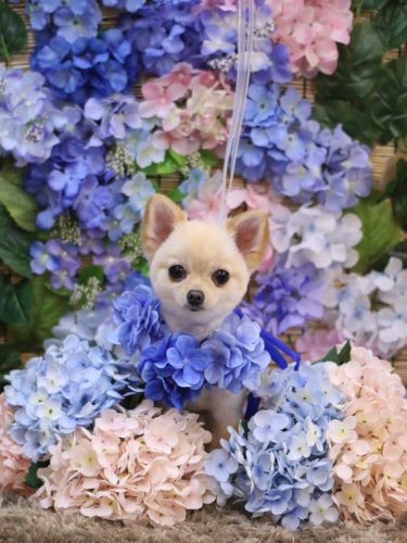 20250625チョコちゃん